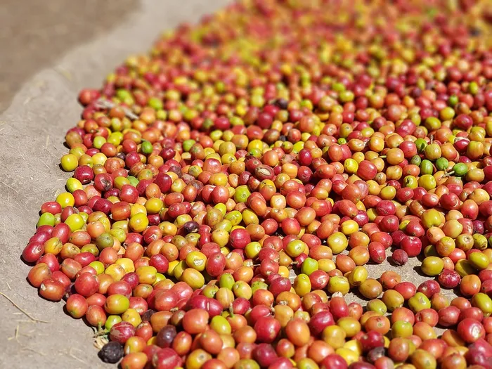 Yemeni Coffee: The History and Flavor of Coffee From Yemen